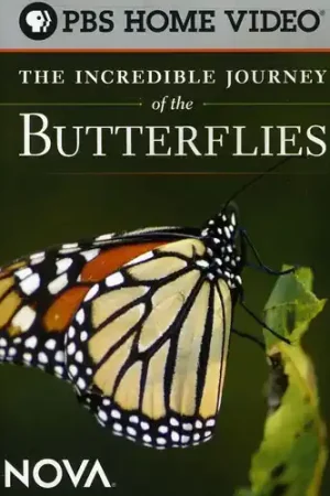 The Incredible Journey of the Butterflies Free Delivery