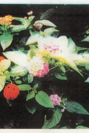 Amulets - Blooming (LP) Wholesale