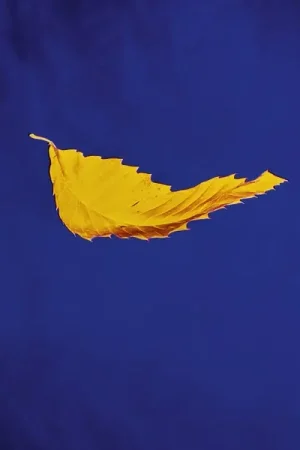 New Order - True Faith (Single) Money Back Guarantee