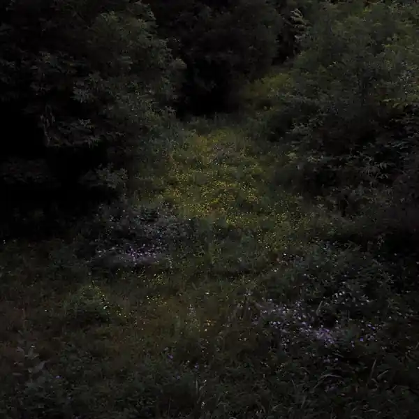 Fireworks - Higher Lonely Power (LP) Free Returns