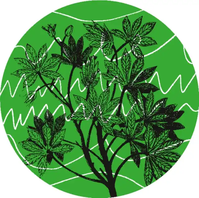 Top Rated AUNTIE FLO - BRASIL NOVAS FREQUENCIAS (Vinyl LP)