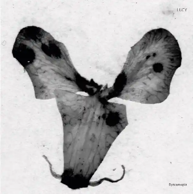 LUCY - DYSCAMUPIA (IMPORT) (Vinyl LP) Authentic